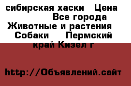 l: сибирская хаски › Цена ­ 10 000 - Все города Животные и растения » Собаки   . Пермский край,Кизел г.